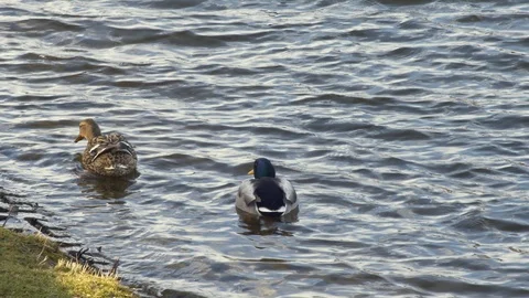 Two Ducks Exploring the Riverbank Stock Footage 85910242