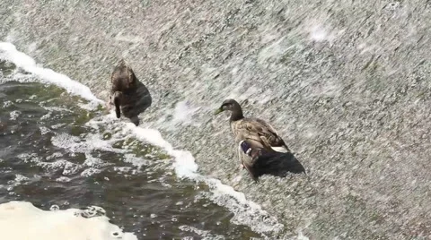 Two Ducks Feeding on Dam 스톡 동영상 52794395