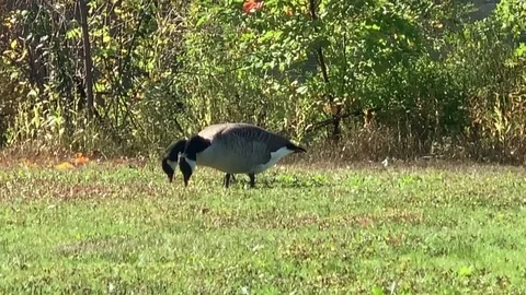 Two ducks feeding on the grass 2 Stock Footage 120760869