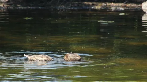 Two Ducks Feeding In Sun Stock Footage 52794995