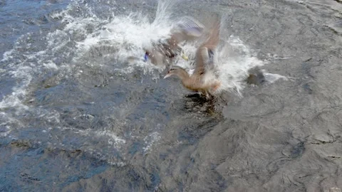 Two ducks fighting in a lake splashing water while other ducks watch Stock Footage 135736718