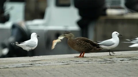 Two ducks fighting over piece of bread beside seagulls Stock Footage 89811590