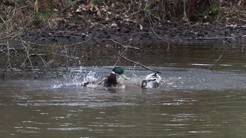 Two Ducks Fighting On A Pond In Spring Vídeos de archivo 150928075