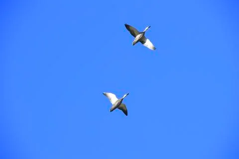 Two ducks in flight in a blue sky Stock Photos