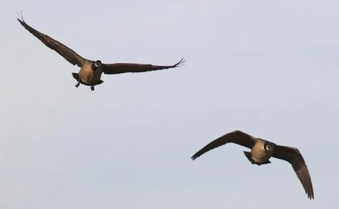 Two ducks in flight Stock Photos