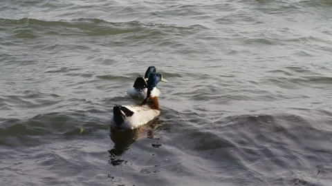 Two ducks float placidly on the waves of a lake at sunset Stock Footage 328034039