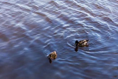 Two ducks float in a pond Foto stock