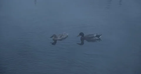 Two Ducks Float on a Steamy Hot Springs Pond Stock Footage 152956221