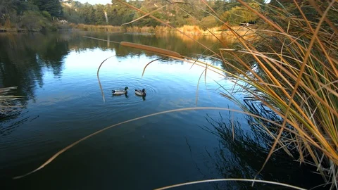 Two ducks floating in a big pond Stock Footage 100736848