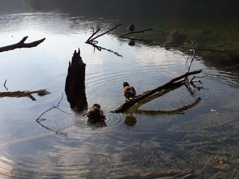 Two ducks floating on the lake Stock Photos