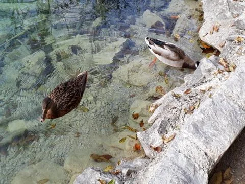 Two ducks floating on the lake Stock Photos