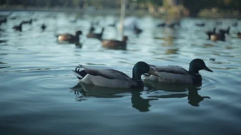 Two Ducks Floating Together on a Pond Video stock 76014467