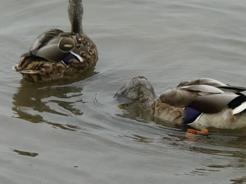 Two ducks floating water surface ducking closeup Stock Footage 80972658