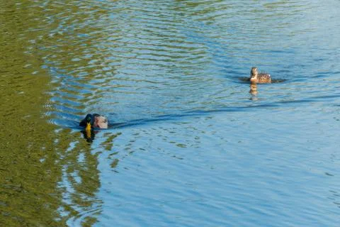 Two ducks floating on the water surface of the reservoir. One as if wants to  Stock Photos