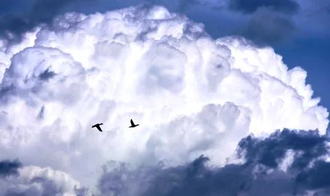 Two ducks fly against the background of clouds Foto stock