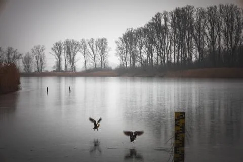Two ducks fly low over the icy surface of a frozen lake on a foggy winter day Stock Photos