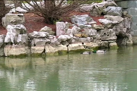 Two Ducks Video stock 398694