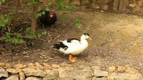 Two ducks 库存影片 730755