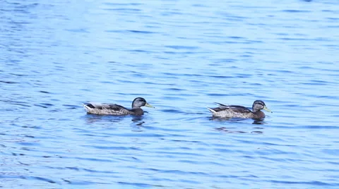 Two ducks Stock Footage 1095107