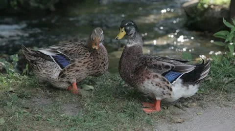Two Ducks 動画素材 10573717