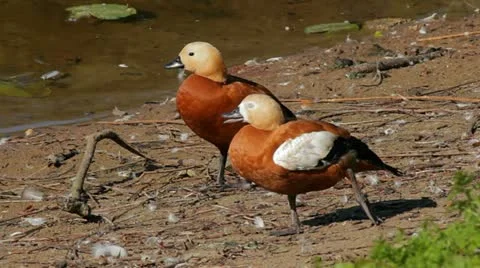 Two ducks Stock Footage 11446812