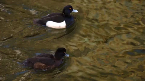 Two ducks Vidéo 22929983