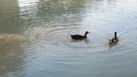 Two ducks Stock Footage 114993102