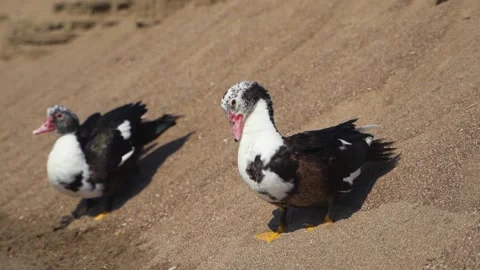 Two ducks Stock Footage 139976097