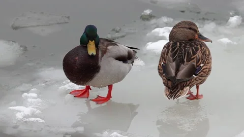 Two ducks Video stock 169753697