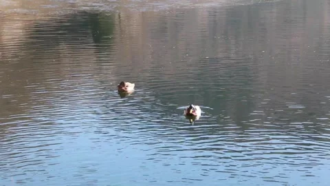 Two ducks Stock Footage 233112827