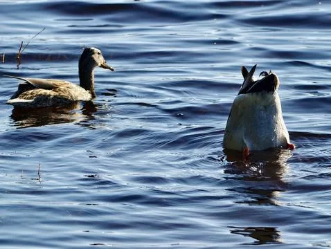 Two ducks forage in marsh together. Mallards cooperate while foraging in wi.. Stock Photos