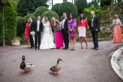 Two ducks in front of wedding guests Stock Photos