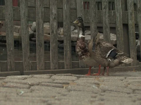Two Ducks Getting Along Famously Stock Footage 128716382