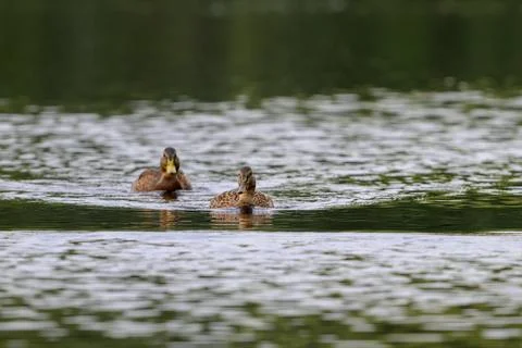 Two ducks glide calmly across a tranquil pond. Their reflections ripple gentl Stock Photos