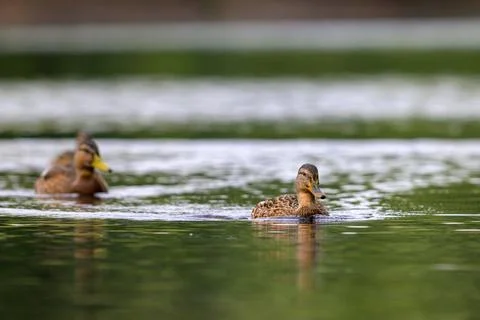 Two ducks glide calmly across green water. Their reflections ripple softly Stock Photos