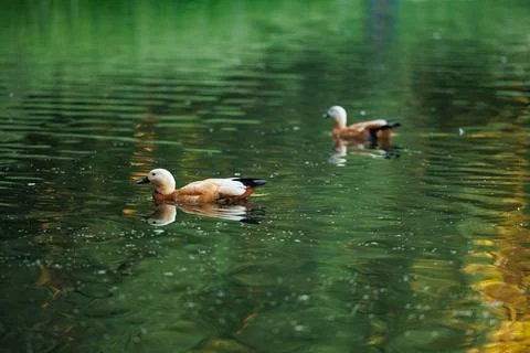 Two Ducks Glide Through Tranquil Pond Waters Stock Photos