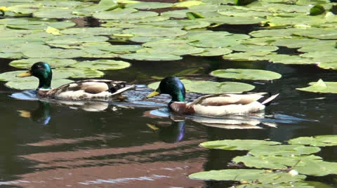 Two ducks gliding through pond Stock Footage 24602854