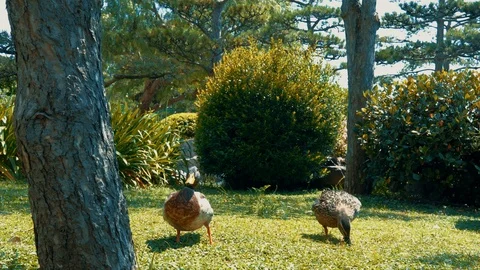 Two ducks go to the camera and turns the beak. Tree and grass. Stock Footage 113353203