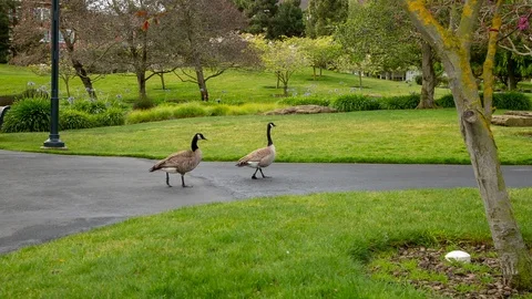 Two ducks go for a walk Stock-Footage 89558715