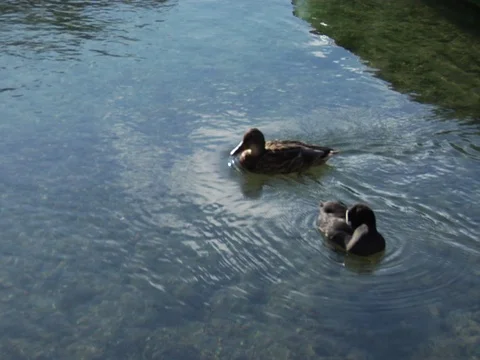 Two ducks going in circle in water. river adda Stock Footage 89223825