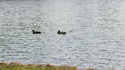 Two ducks gracefully swim across a serene lake, showcasing their natural Stock Footage 319344535