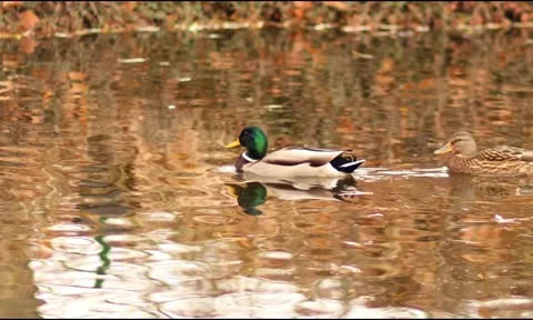 Two ducks gracefully swimming in a tranquil pond surrounded by nature Stock Footage 293290628