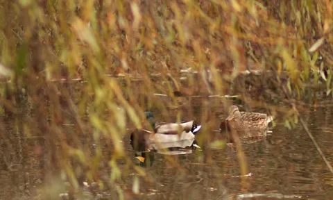 Two ducks gracefully swimming in a tranquil pond surrounded by nature Stock Footage 293290654