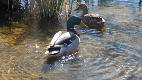 Two ducks - gray and white, bathe in a pond, drink water, clean feathers. Stock Footage 309000786