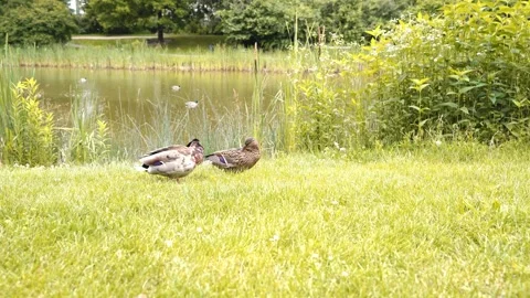 Two ducks in green grass Stock Footage 324753890