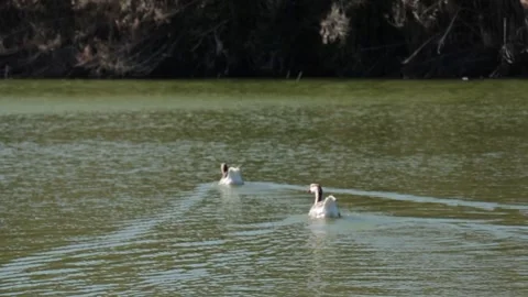 Two ducks in green water Stock Footage 238866071