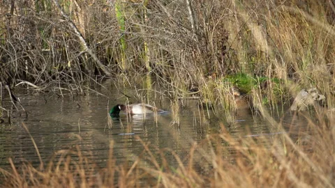 Two ducks having a bath in the lake Video stock 229802332
