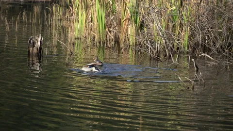 Two ducks having a bath in the lake Video stock 229803329