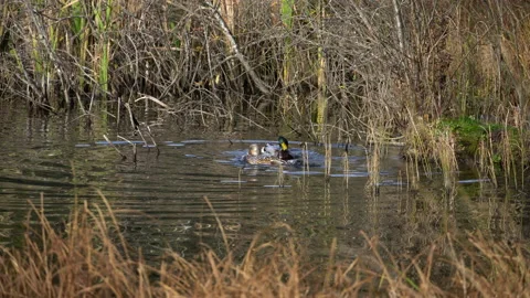 Two ducks having a bath in the lake Video stock 229805944