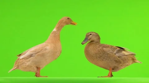 Two ducks isolated against a green screen. natural sound Stock Footage 135870683